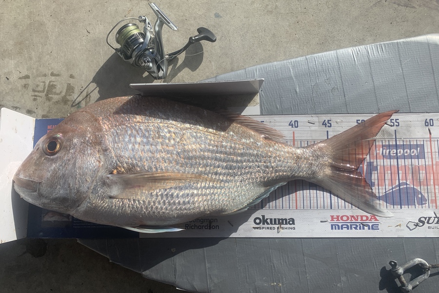 Graeme Duncan caught this 49.0cm Snapper at Papamoa during The Export NZ Fishing Competition