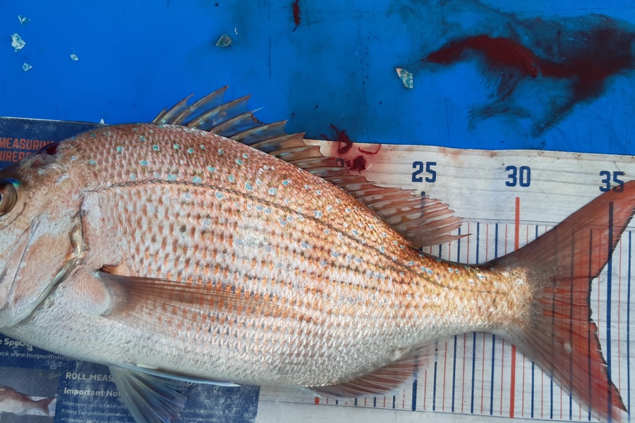 Dan Musson caught this 34.0cm Snapper at Welly sth coast  during The Export NZ Fishing Competition