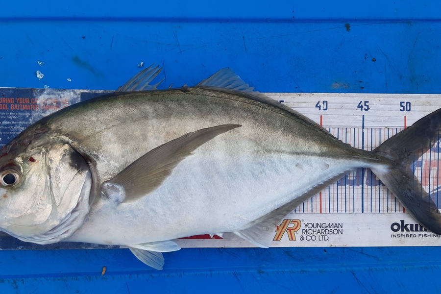 Dan Musson caught this 50.0cm Trevally at Welly sth coast  during The Export NZ Fishing Competition