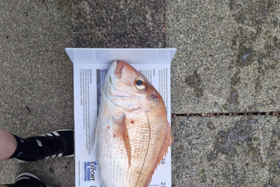 Christopher Browning caught this 37.0cm Snapper at Gulf during The Export NZ Fishing Competition