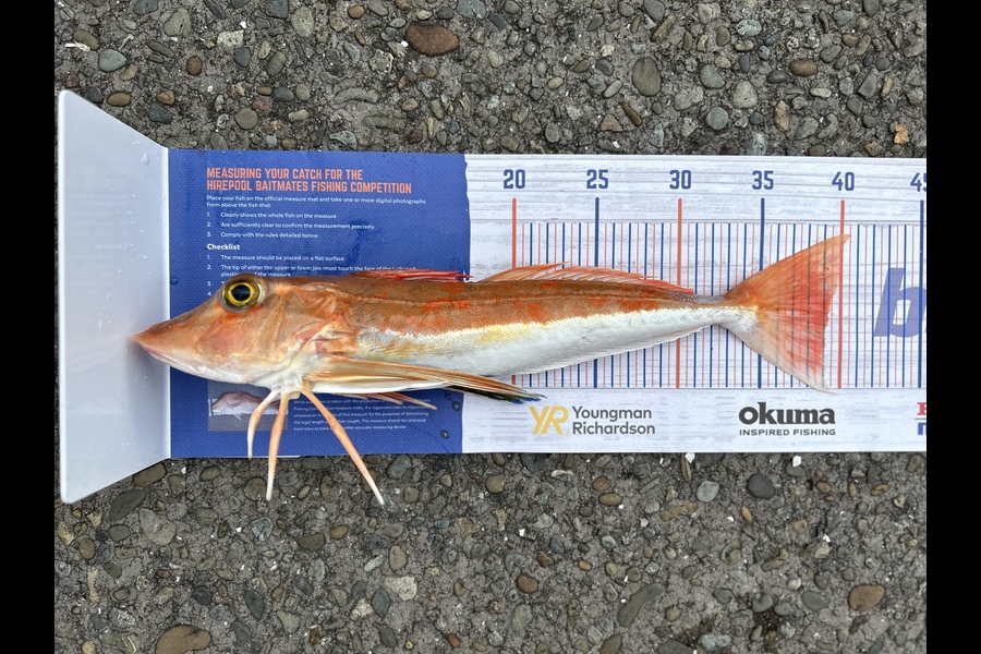 Trishna  Parbhu caught this 39.0cm Gurnard at Bream Bay during The Export NZ Fishing Competition