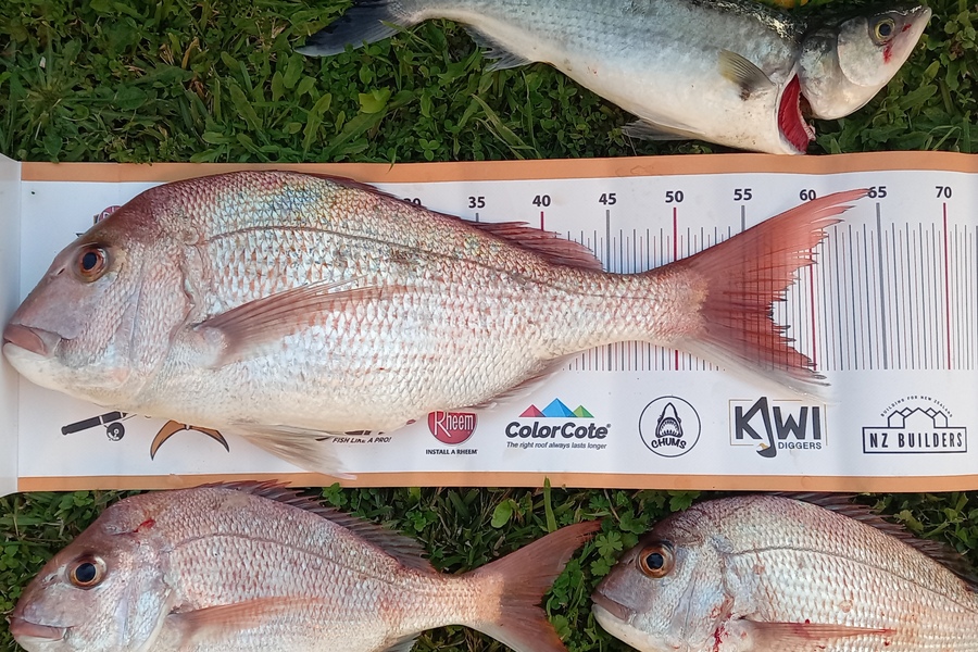Tom Swindells caught this 57.0cm Snapper at Omaio during The Export NZ Fishing Competition