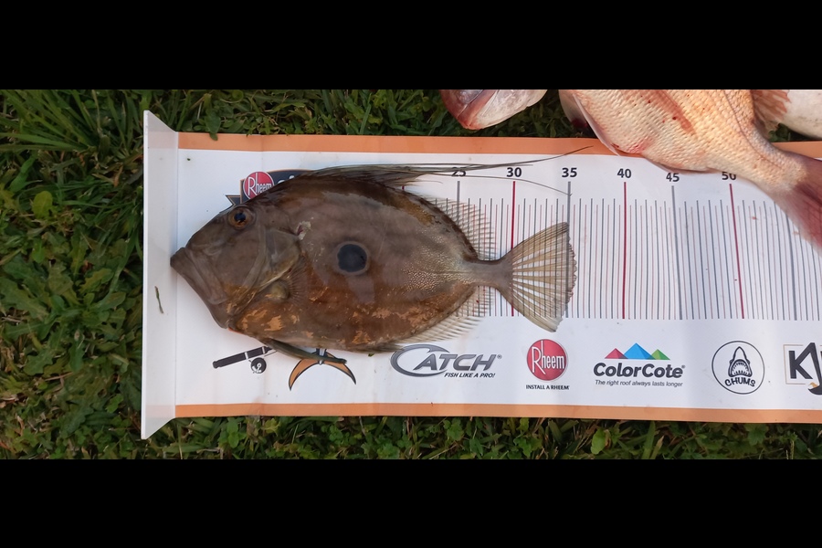 Tom Swindells caught this 35.5cm John Dory at Te Kaha during The Export NZ Fishing Competition