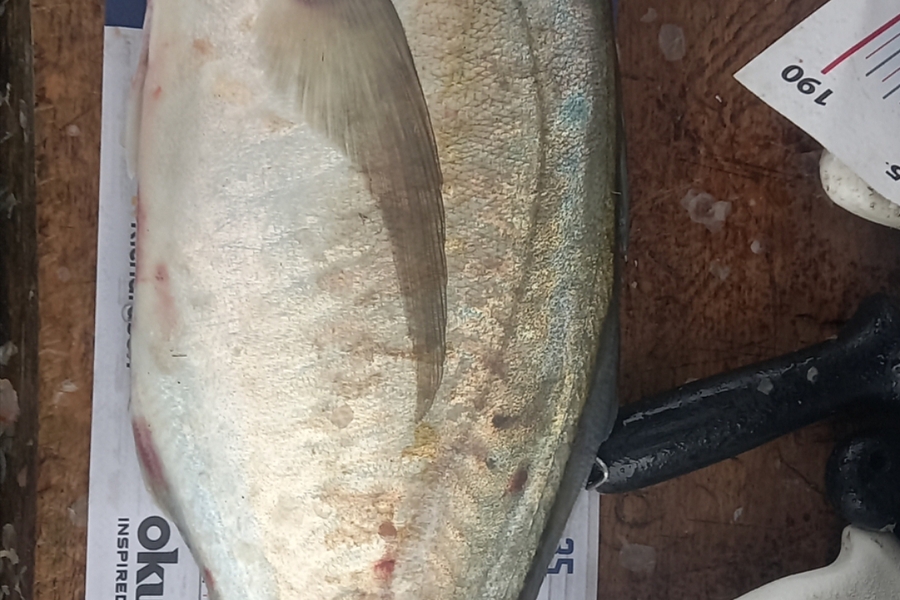 Shane Reynolds caught this 51.0cm Trevally at Bream bay during The Export NZ Fishing Competition