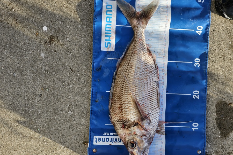 David  Douglas  caught this 44.0cm Tarakihi at Wellington South coast during The Export NZ Fishing Competition