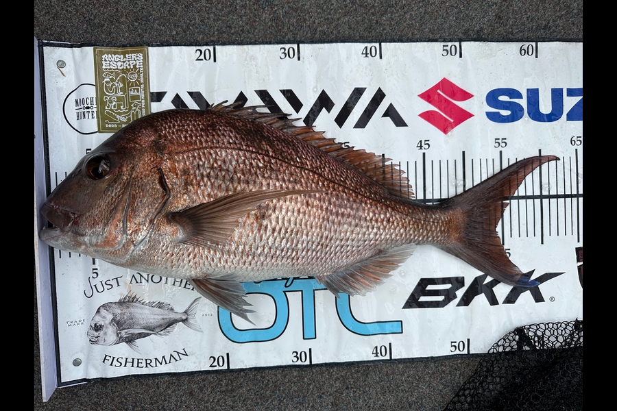 Jeremy Coombes caught this 54.0cm Snapper at far north during The Export NZ Fishing Competition