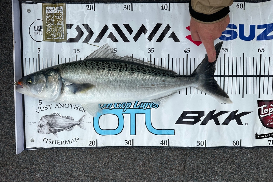 Jeremy Coombes caught this 51.5cm Kahawai at far north during The Export NZ Fishing Competition