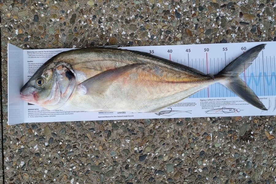 Steve Rack caught this 58.0cm Trevally at Hauraki Gulf during The Export NZ Fishing Competition