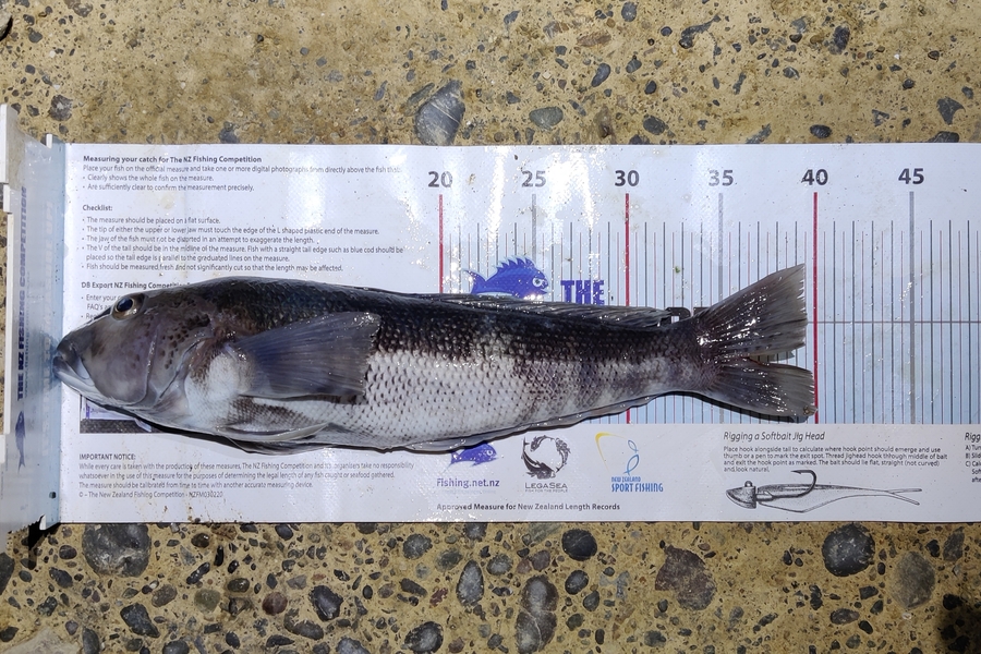 Elizaveta Romanova caught this 39.5cm Blue Cod at  Makara during The Export NZ Fishing Competition