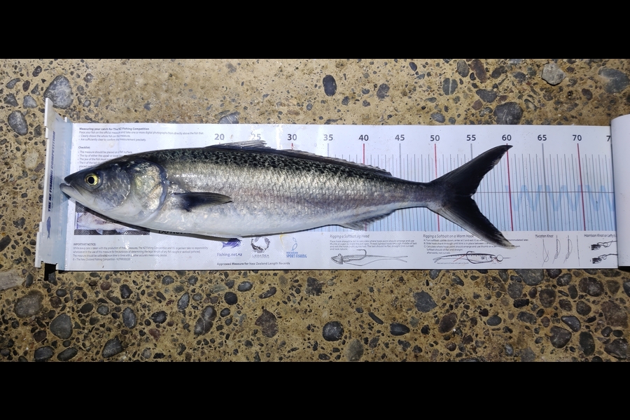 Shaun Coughlan caught this 54.5cm Kahawai at Makara  during The Export NZ Fishing Competition