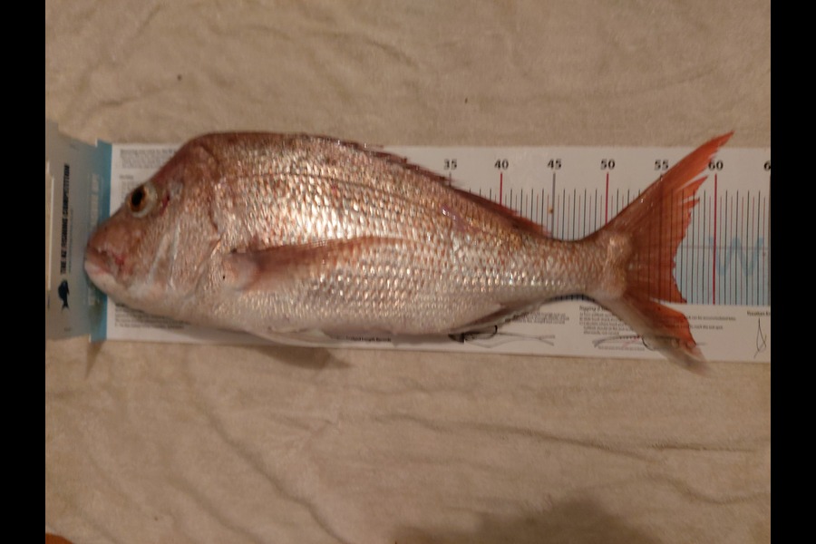 Rik Skedgwell caught this 56.5cm Snapper at Waiheke  during The Export NZ Fishing Competition