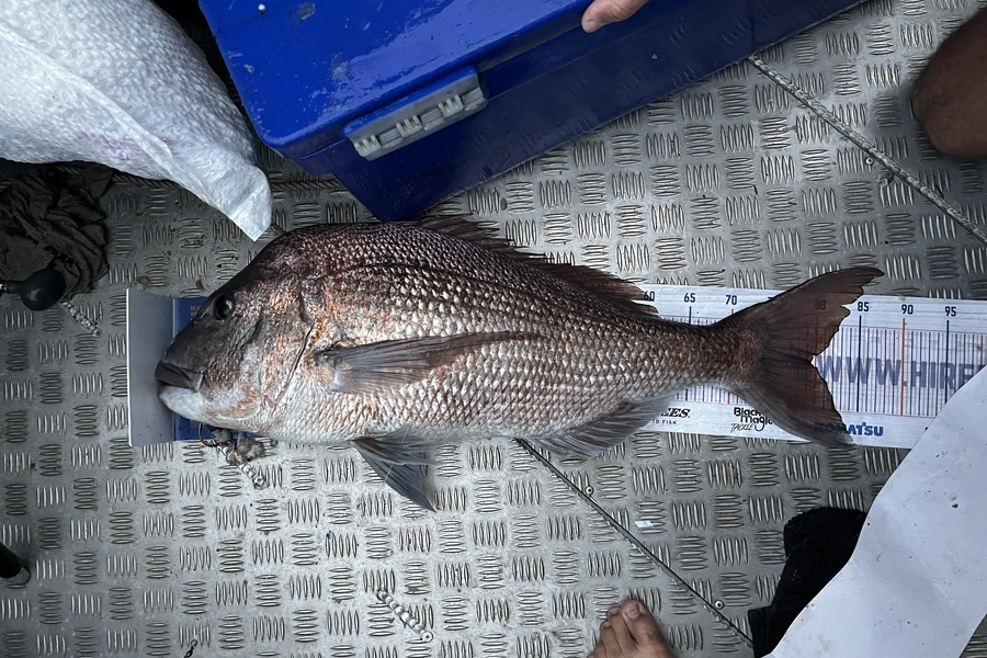 Matt Harrison caught this 79.5cm Snapper at Northland during The Export NZ Fishing Competition
