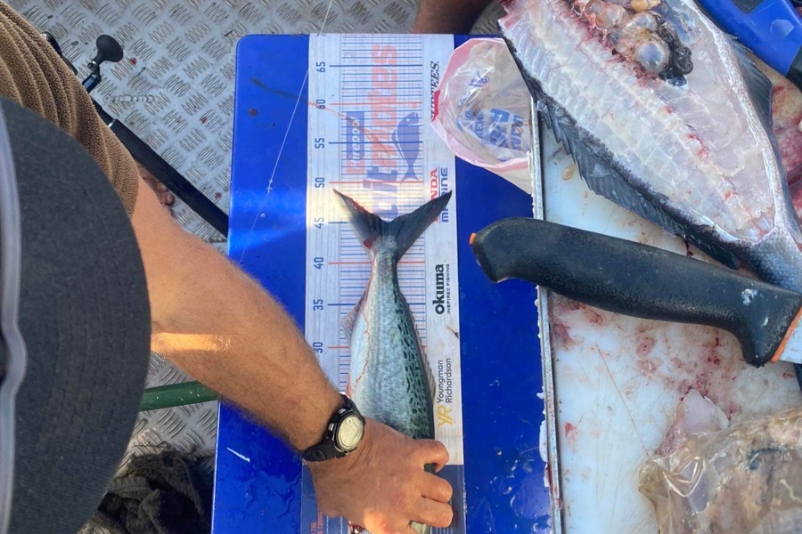 Matt Harrison caught this 45.0cm Kahawai at Northland during The Export NZ Fishing Competition