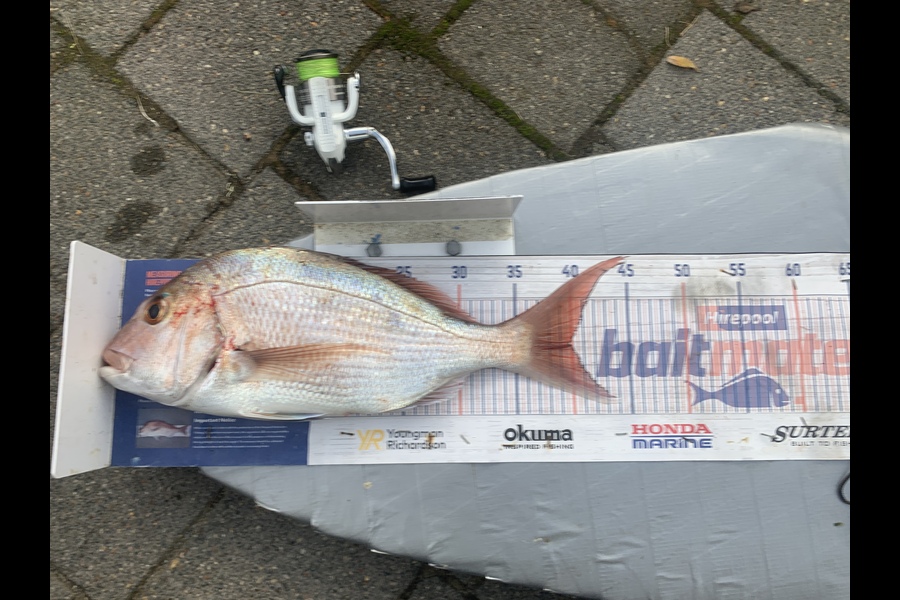 Graeme Duncan caught this 39.5cm Snapper at Bay of Plenty during The Export NZ Fishing Competition