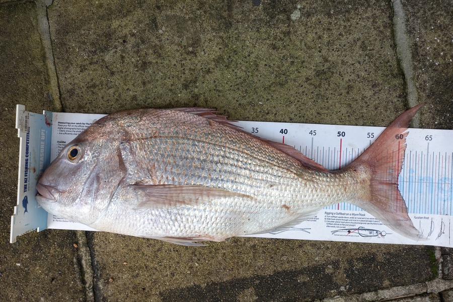 Mike Crawford caught this 60.0cm Snapper at Northland during The Export NZ Fishing Competition