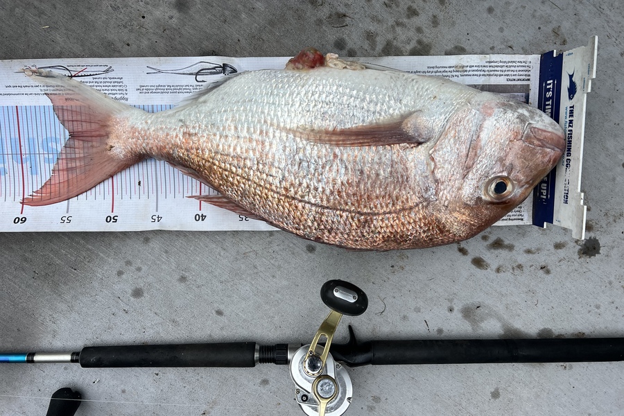 Geoffrey  Collins caught this 54.5cm Snapper at Bay of Plenty during The Export NZ Fishing Competition