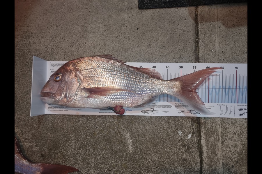 Sarah Sim caught this 55.0cm Snapper at Bay of Plenty during The Export NZ Fishing Competition