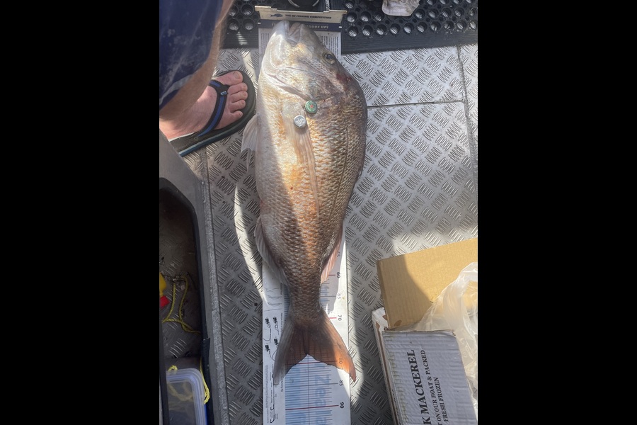 Brent Wall caught this 78.0cm Snapper at Northland during The Export NZ Fishing Competition