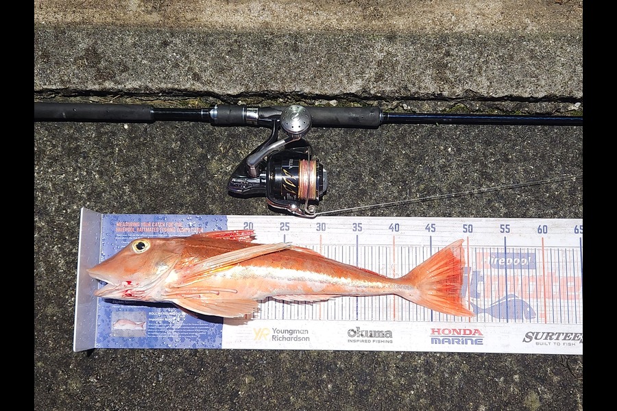 Hamish Woods caught this 49.0cm Gurnard at Wellington during The Export NZ Fishing Competition