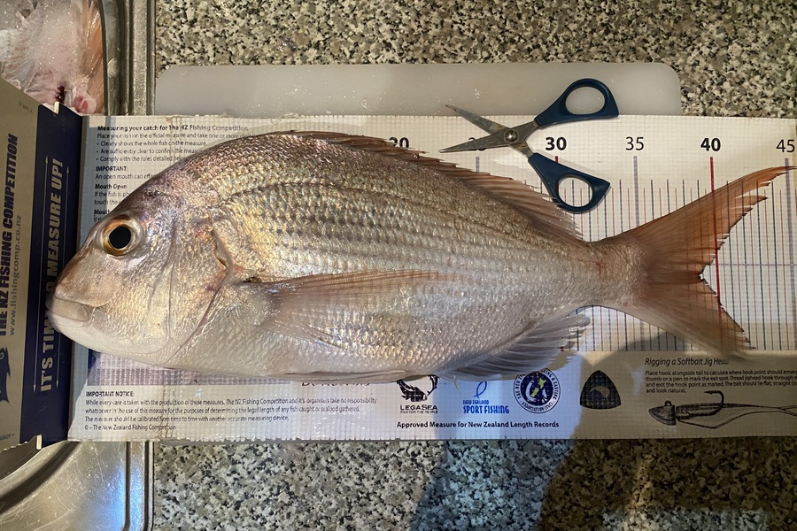 Melissa Martin caught this 38.5cm Snapper at Bay of Plenty during The Export NZ Fishing Competition