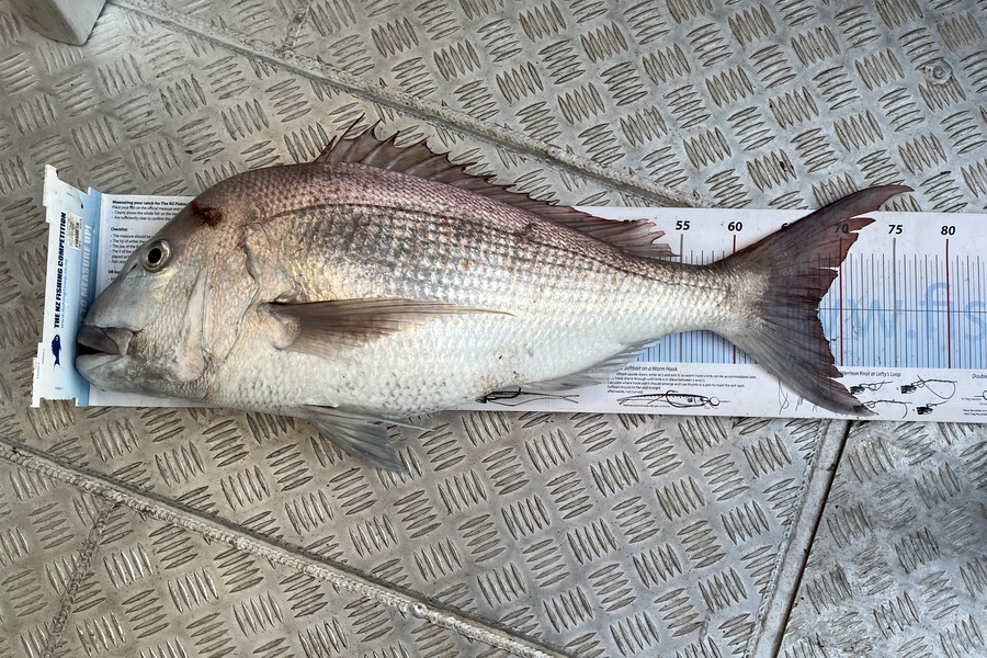 David Croucher caught this 67.5cm Snapper at Northland during The Export NZ Fishing Competition