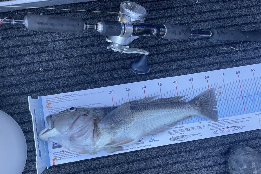 Ben Carson caught this 51.5cm Blue Cod at Canterbury during The Export NZ Fishing Competition