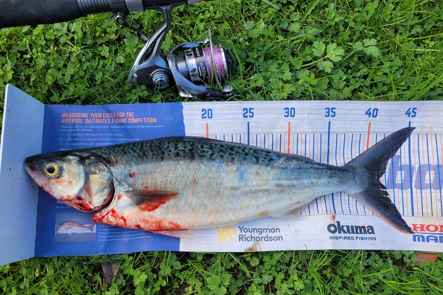 James Ogle caught this 41.0cm Kahawai at Wellington during The Export NZ Fishing Competition