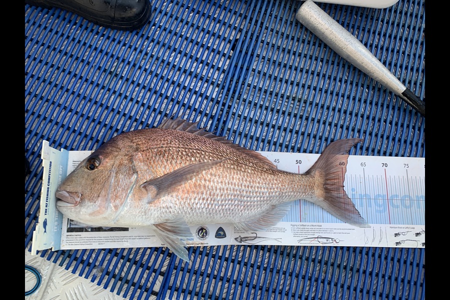 Ben Stewart caught this 60.0cm Snapper at Auckland during The Export NZ Fishing Competition