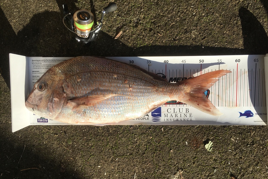 Laudic Charly caught this 50.0cm Snapper at Taranaki during The Export NZ Fishing Competition