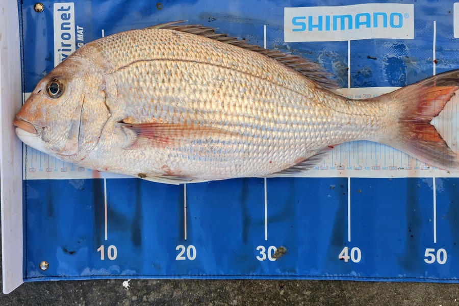 David  Douglas  caught this 49.5cm Snapper at Wellington during The Export NZ Fishing Competition