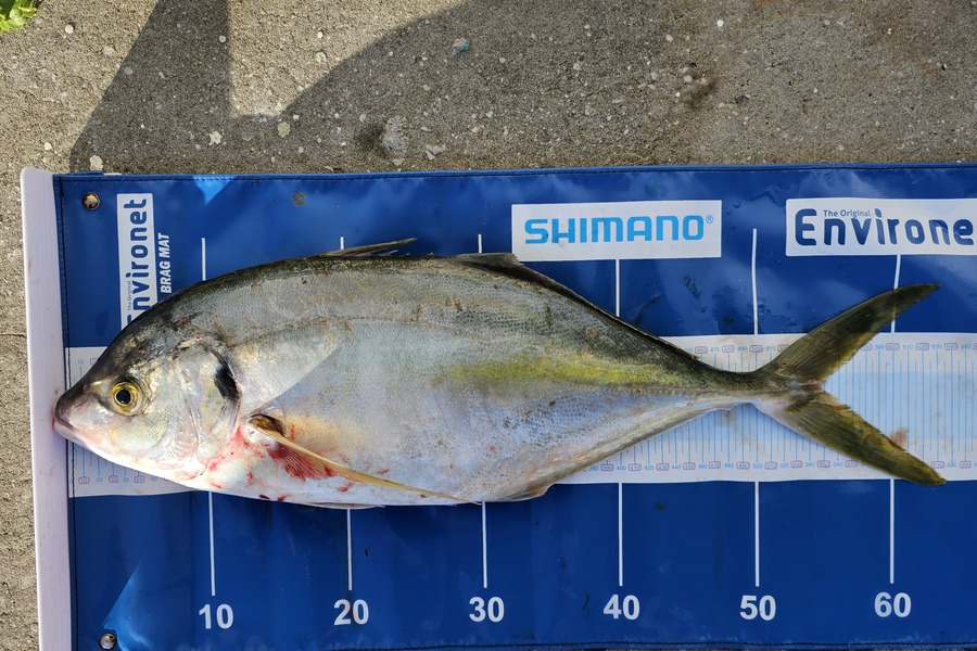 David  Douglas  caught this 54.0cm Trevally at Wellington during The Export NZ Fishing Competition