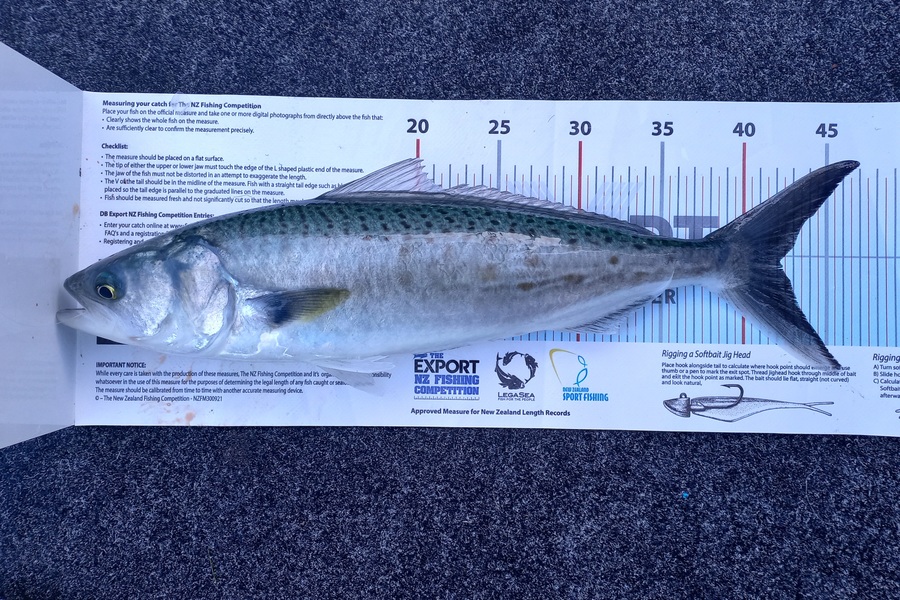 Andrew Tohu caught this 42.0cm Kahawai at Northland during The Export NZ Fishing Competition