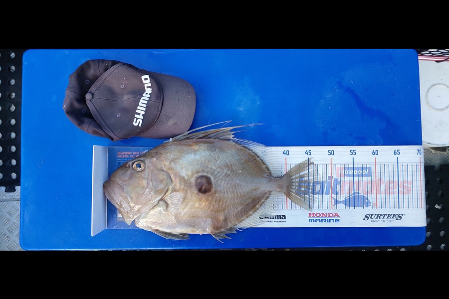 Sarah Jolliffe caught this 47.5cm John Dory at Auckland during The Export NZ Fishing Competition