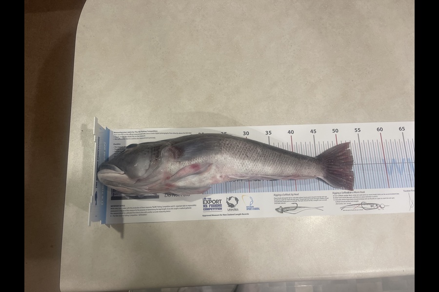 Aaron Gault caught this 52.5cm Blue Cod at Wellington during The Export NZ Fishing Competition