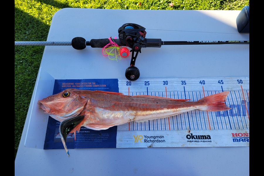 James Ogle caught this 44.5cm Gurnard at Wellington during The Export NZ Fishing Competition