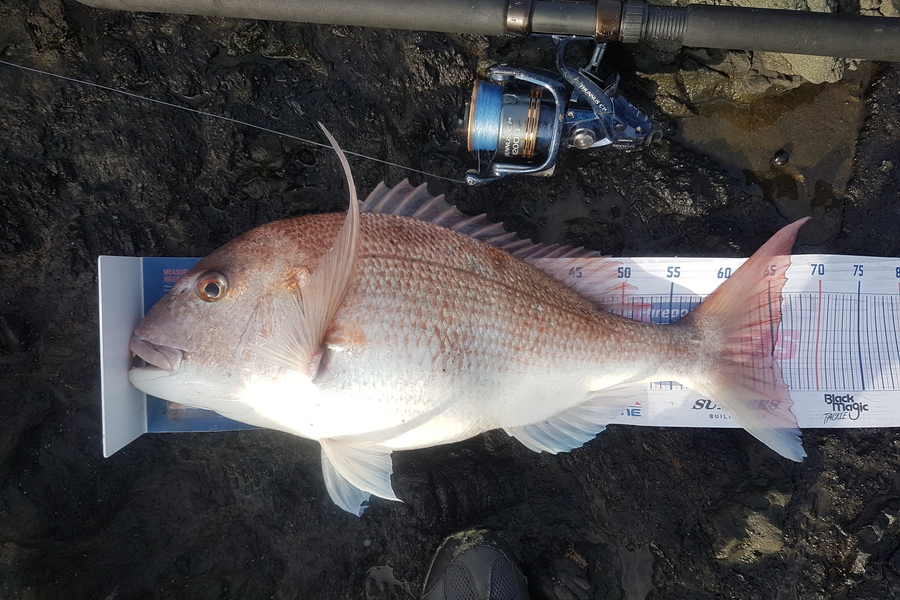 Paul White caught this 65.0cm Snapper at East Cape during The Export NZ Fishing Competition