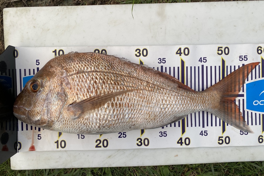 Jimmy Wong caught this 52.5cm Snapper at Auckland during The Export NZ Fishing Competition