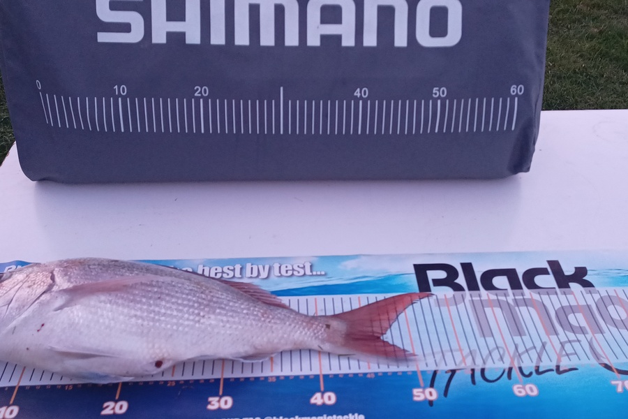Phil Kerr caught this 46.5cm Snapper at Bay of Plenty during The Export NZ Fishing Competition