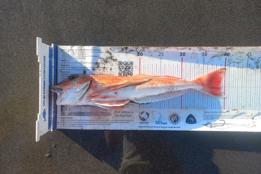 Clayton Hancock caught this 39.0cm Gurnard at Manawatu during The Export NZ Fishing Competition