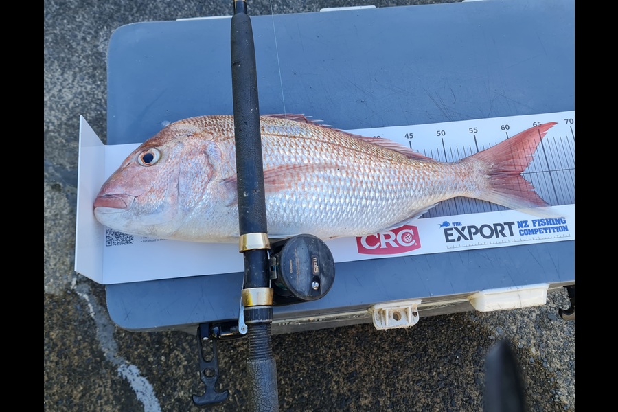 Frank van Vroonhoven caught this 60.5cm Snapper at Bay of Plenty during The Export NZ Fishing Competition