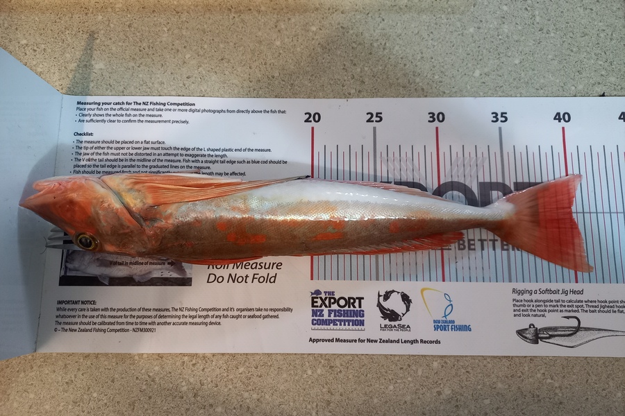 Andrew Tohu caught this 40.0cm Gurnard at Northland during The Export NZ Fishing Competition