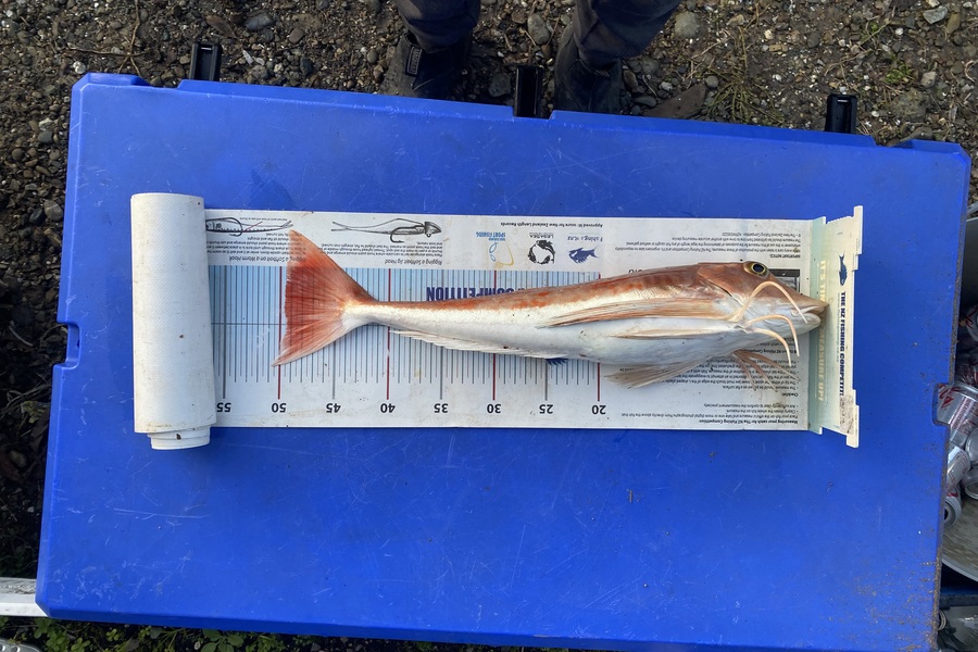 Ryan Mitchell caught this 49.5cm Gurnard at Nelson/Marlborough during The Export NZ Fishing Competition
