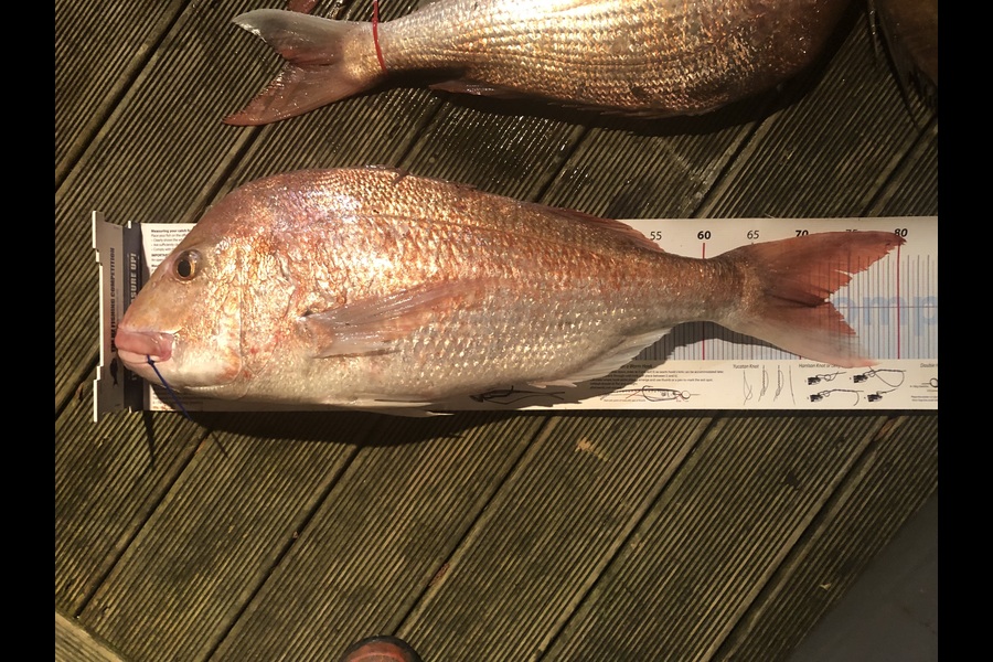 Andrew Froome caught this 72.5cm Snapper at Taranaki during The Export NZ Fishing Competition