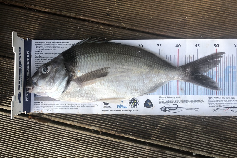 Andrew Froome caught this 46.5cm Tarakihi at Taranaki during The Export NZ Fishing Competition