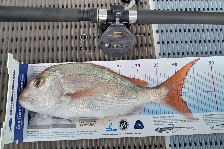 Daniel  White caught this 41.0cm Snapper at Northland during The Export NZ Fishing Competition