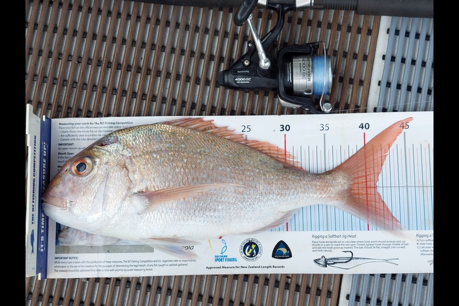 Janet Attwood caught this 41.0cm Snapper at Northland during The Export NZ Fishing Competition