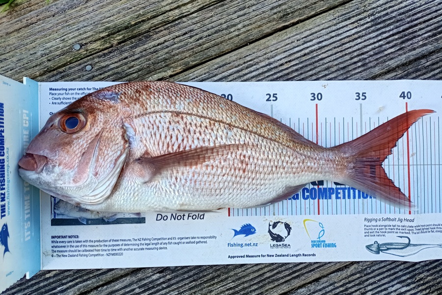 Nicole  Frood caught this 37.0cm Snapper at Northland during The Export NZ Fishing Competition