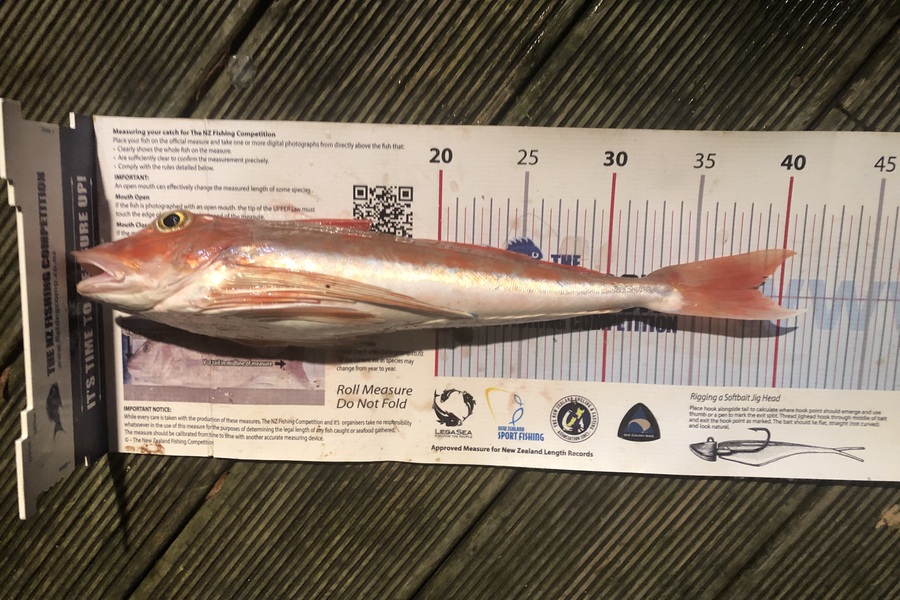 Andrew Froome caught this 38.5cm Gurnard at Taranaki during The Export NZ Fishing Competition