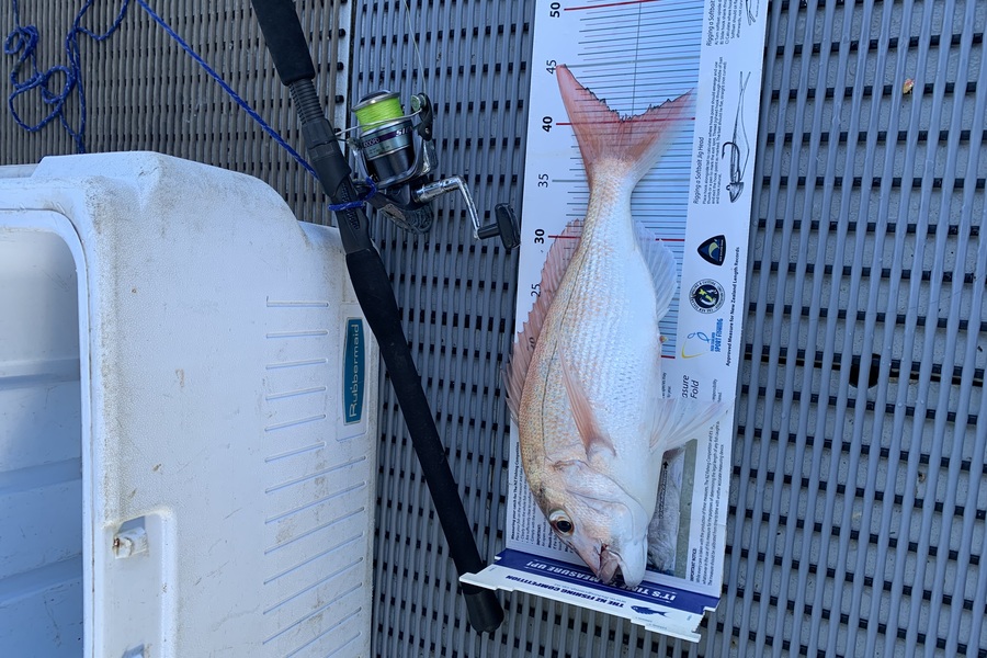 Stephen Attwood caught this 40.5cm Snapper at Northland during The Export NZ Fishing Competition