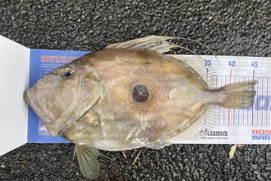 Ash Dann caught this 45.5cm John Dory at Auckland during The Export NZ Fishing Competition